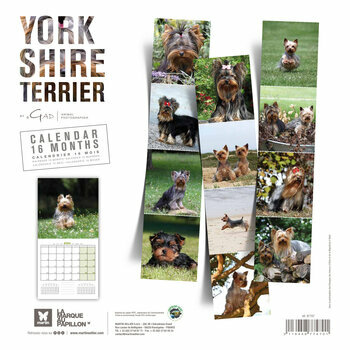 Calendrier 2024 Yorkshire Terrier