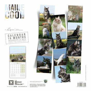 Calendrier 2024 Maine coon