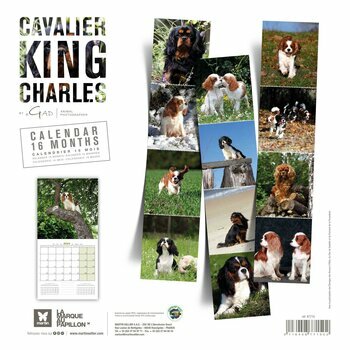 Calendrier 2024 Cavalier king charles