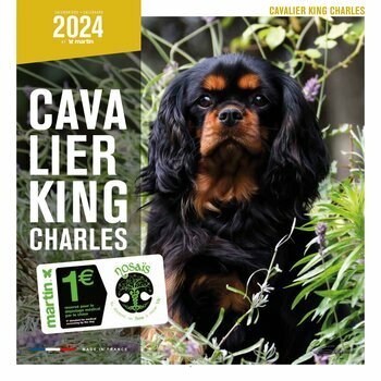 Calendrier 2024 Cavalier king charles