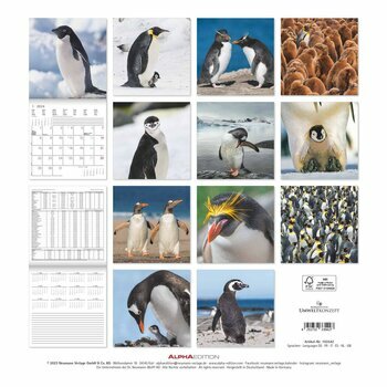Calendrier 2024 Pingouin Calendrier 2024 Pingouin