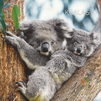 Calendrier 2024 Koala