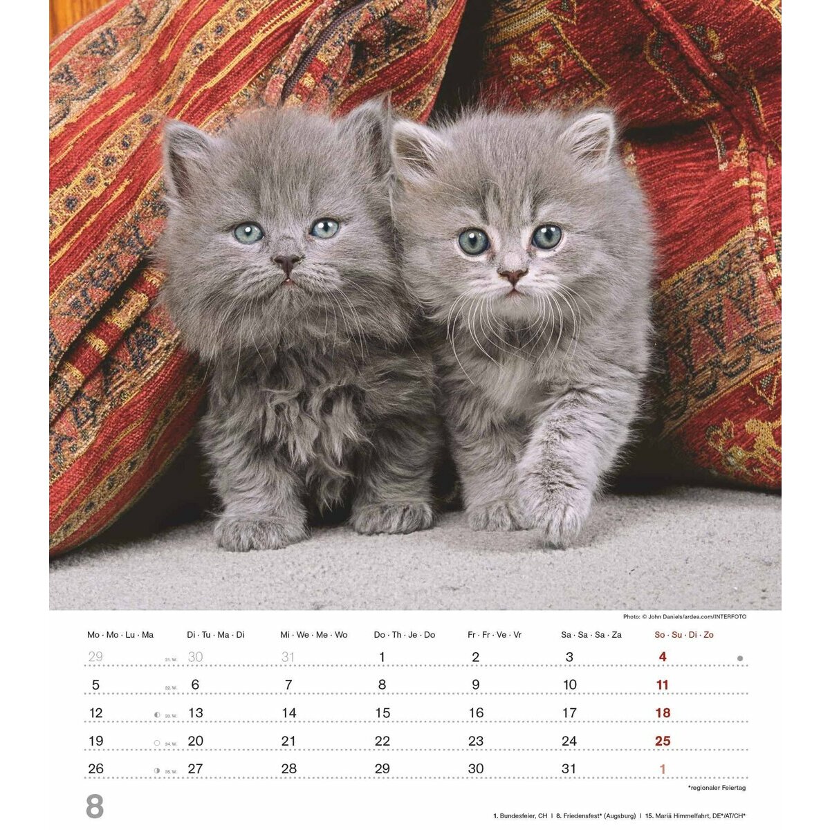 Calendrier mural 2024 Chaton