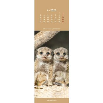 Calendrier marque page suricate 2024 Calendrier marque page suricate 2024