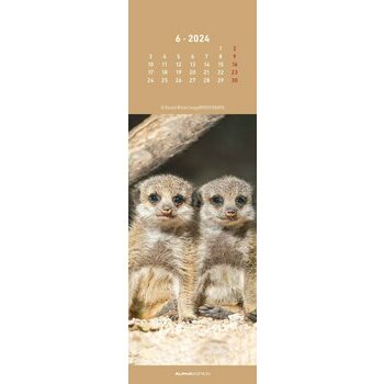 Calendrier marque page suricate 2024