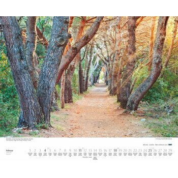 Maxi Calendrier 2024 Allée d'arbres