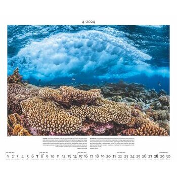 Maxi Calendrier 2024 Vie sous marine Maxi Calendrier 2024 Vie sous marine