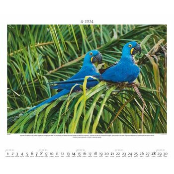 Maxi Calendrier 2024 Forêt équatoriale Maxi Calendrier 2024 Forêt équatoriale