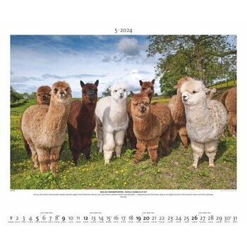 Maxi Calendrier 2024 Animaux sauvage