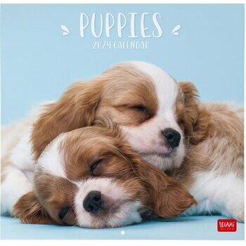 Calendrier 2024 Chiot Calendrier 2024 Chiot