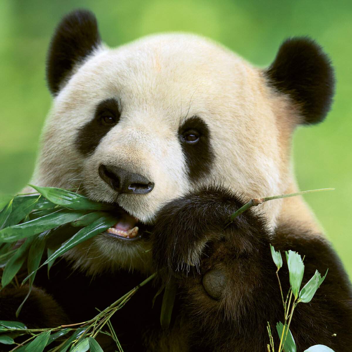 Calendrier 2024 Panda