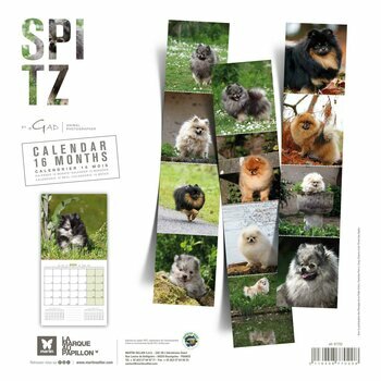 Calendrier 2024 Spitz nain