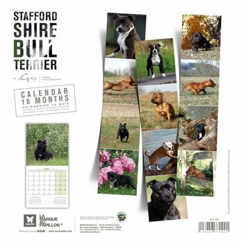 Calendrier 2024 Staffordshire bull terrier