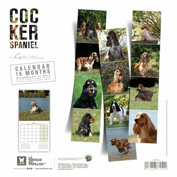 Calendrier 2024 Cocker anglais