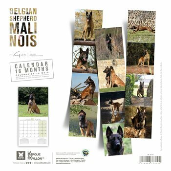 Calendrier 2024 Berger Belge Malinois Calendrier 2024 Berger Belge Malinois
