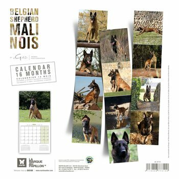 Calendrier 2024 Berger Belge Malinois