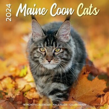 Calendrier 2024 Maine coon