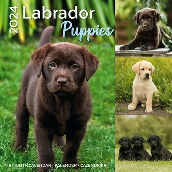 Calendrier 2024 Labradors toutes couleurs chiot