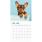 Calendrier 2024 Bouledogue franais Studio