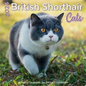 Calendrier 2024 British shorthair Calendrier 2024 British shorthair