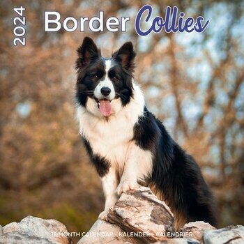 Calendrier 2024 Border Collie Calendrier 2024 Border Collie