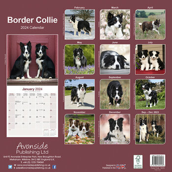 Calendrier 2024 Border collie Calendrier 2024 Border collie