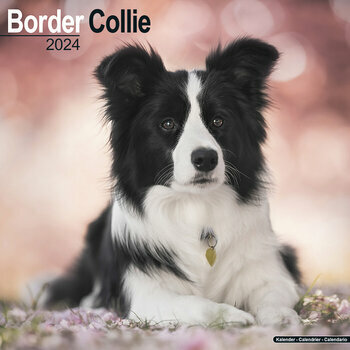 Calendrier 2024 Border collie Calendrier 2024 Border collie