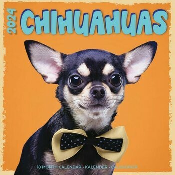 Calendrier 2024 Chihuahua studio Calendrier 2024 Chihuahua studio