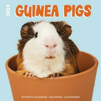 Calendrier 2024 Cochon d'inde studio Calendrier 2024 Cochon d'inde studio