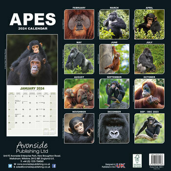 Calendrier 2024 Singe et gorille Calendrier 2024 Singe et gorille