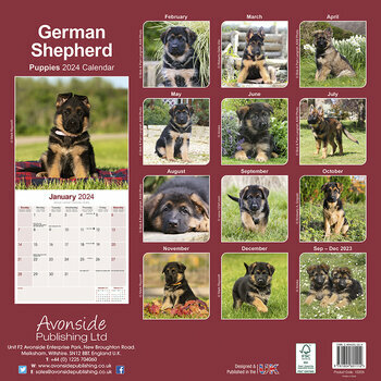 Calendrier 2024 Berger allemand chiot