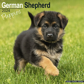 Calendrier 2024 Berger allemand chiot Calendrier 2024 Berger allemand chiot