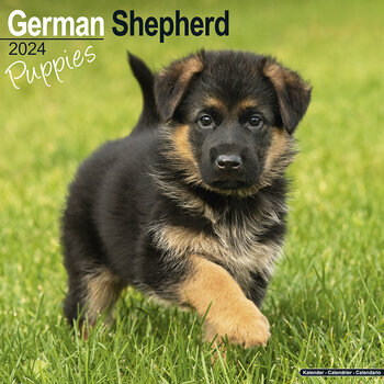 Calendrier 2024 Berger allemand chiot