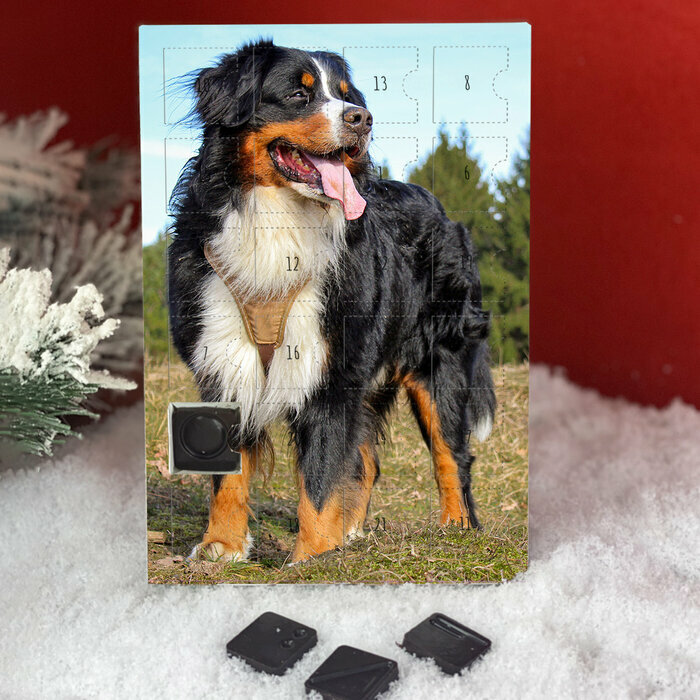 Calendrier de l'avent Bouvier Bernois personnalis avec votre message