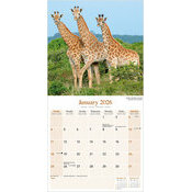 Calendrier 2026 Animaux sauvages Girafe