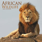 Calendrier 2025 Lion animaux sauvages