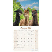 Calendrier 2026 Lama Alpaga