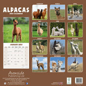 Calendrier 2025  Alpaga
