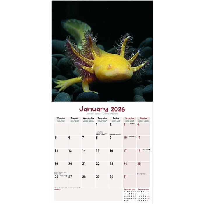 Calendrier 2026 Animaux Axolotl