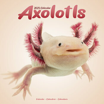 Calendrier 2025 Axolotl
