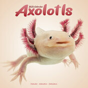 Calendrier Axolotls 2025