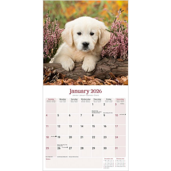 Calendrier Golden Bbs Animaux Mignons