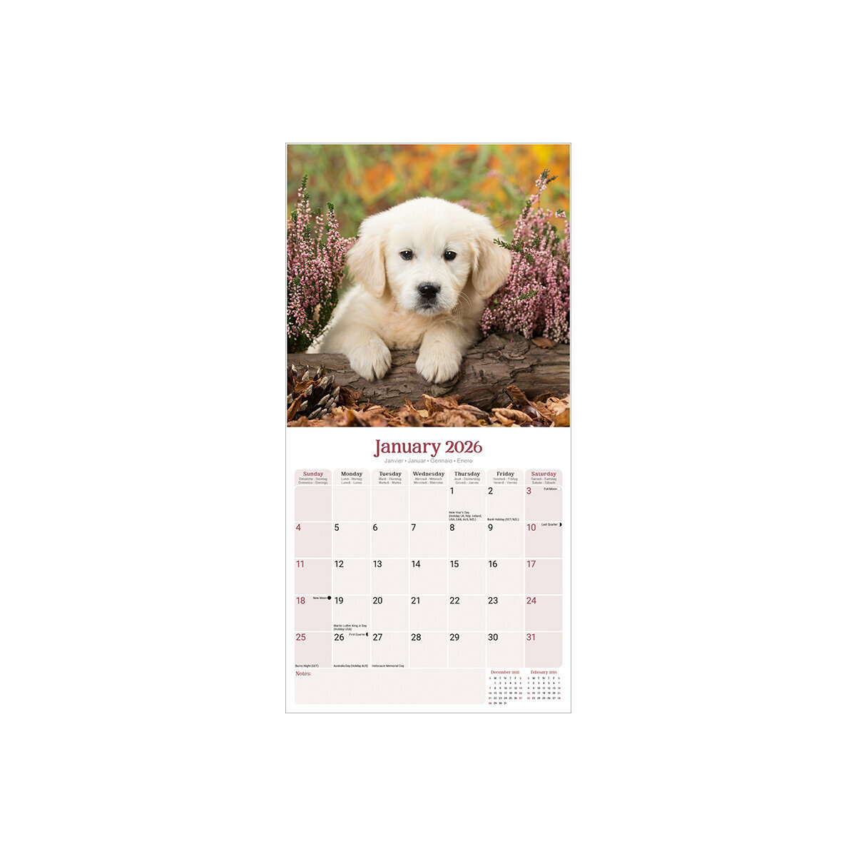 Calendrier Mural 2025 Bébés Animaux Lapin Chaton