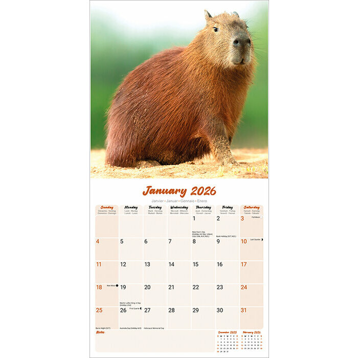 Calendrier 2026 Capybara Cabiai