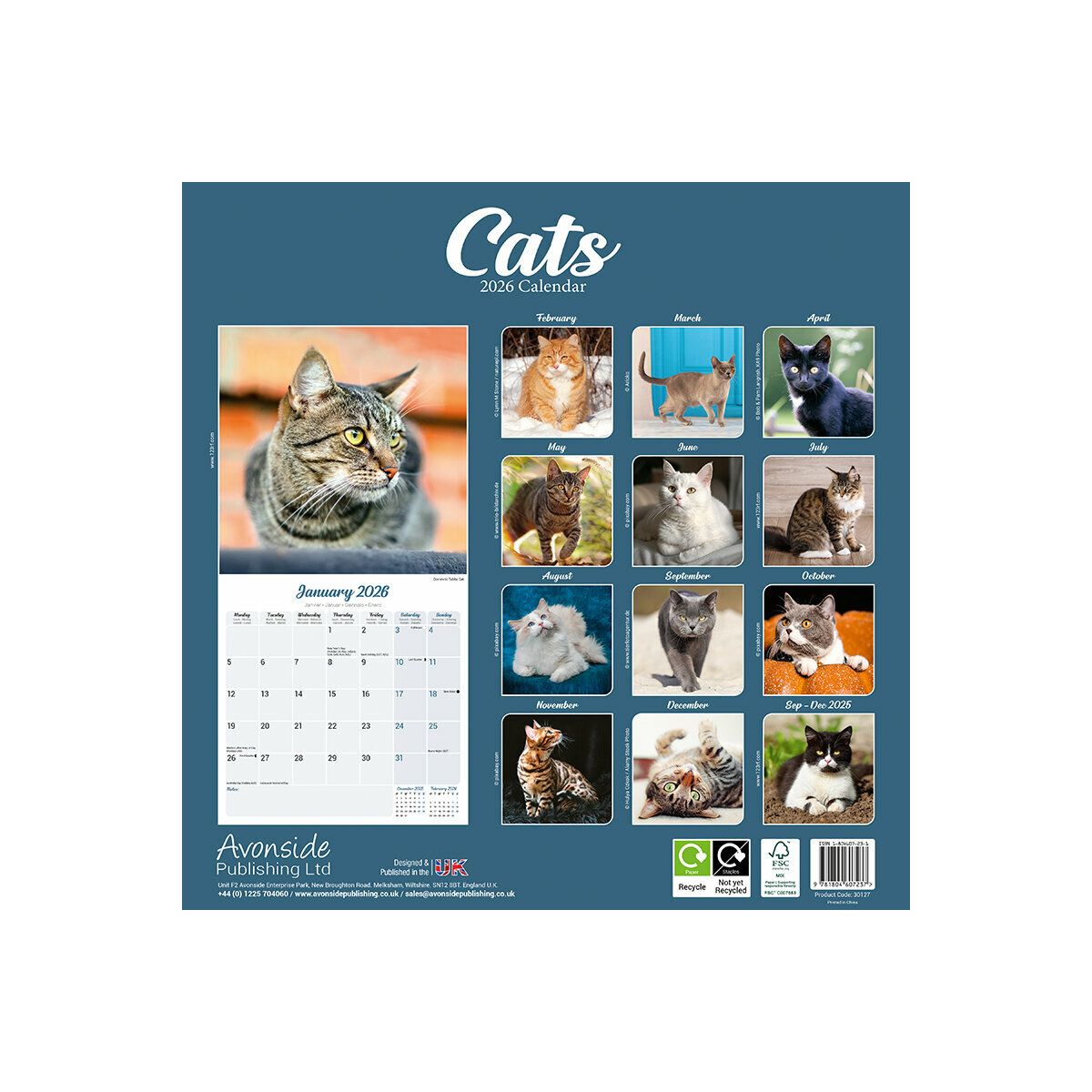 Calendrier Mural Chats Couleurs variées 2025 Chat Tigré Chat Roux