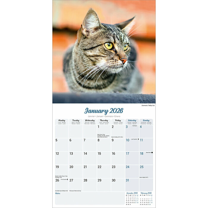 Calendrier 2026 Chats toutes couleurs