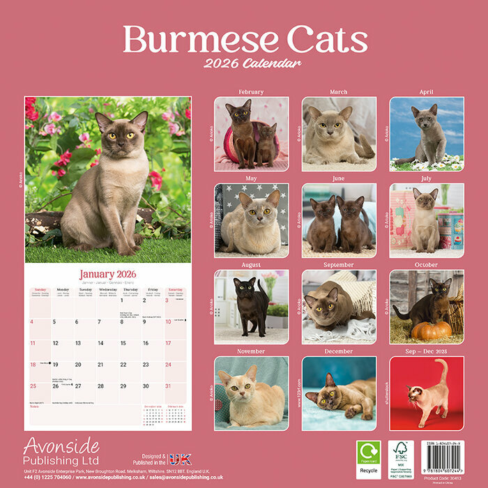 Calendrier Papier 2026 Chat Burmese