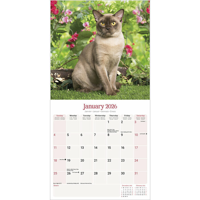 Calendrier 2026 Chat Burmese