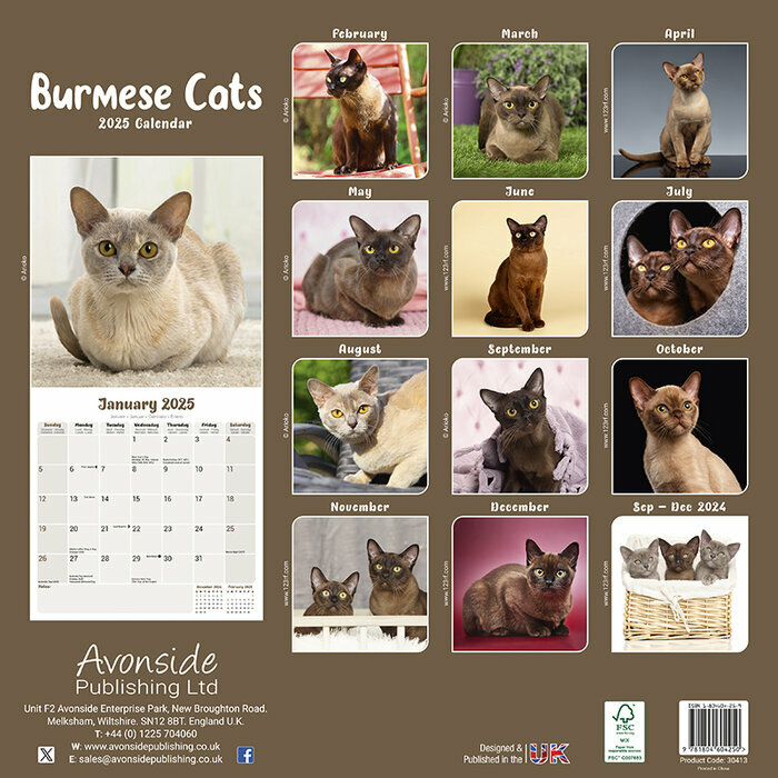 Calendrier Chat Burmese 2025