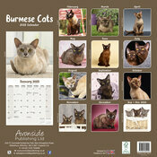 Calendrier Chat Burmese 2025